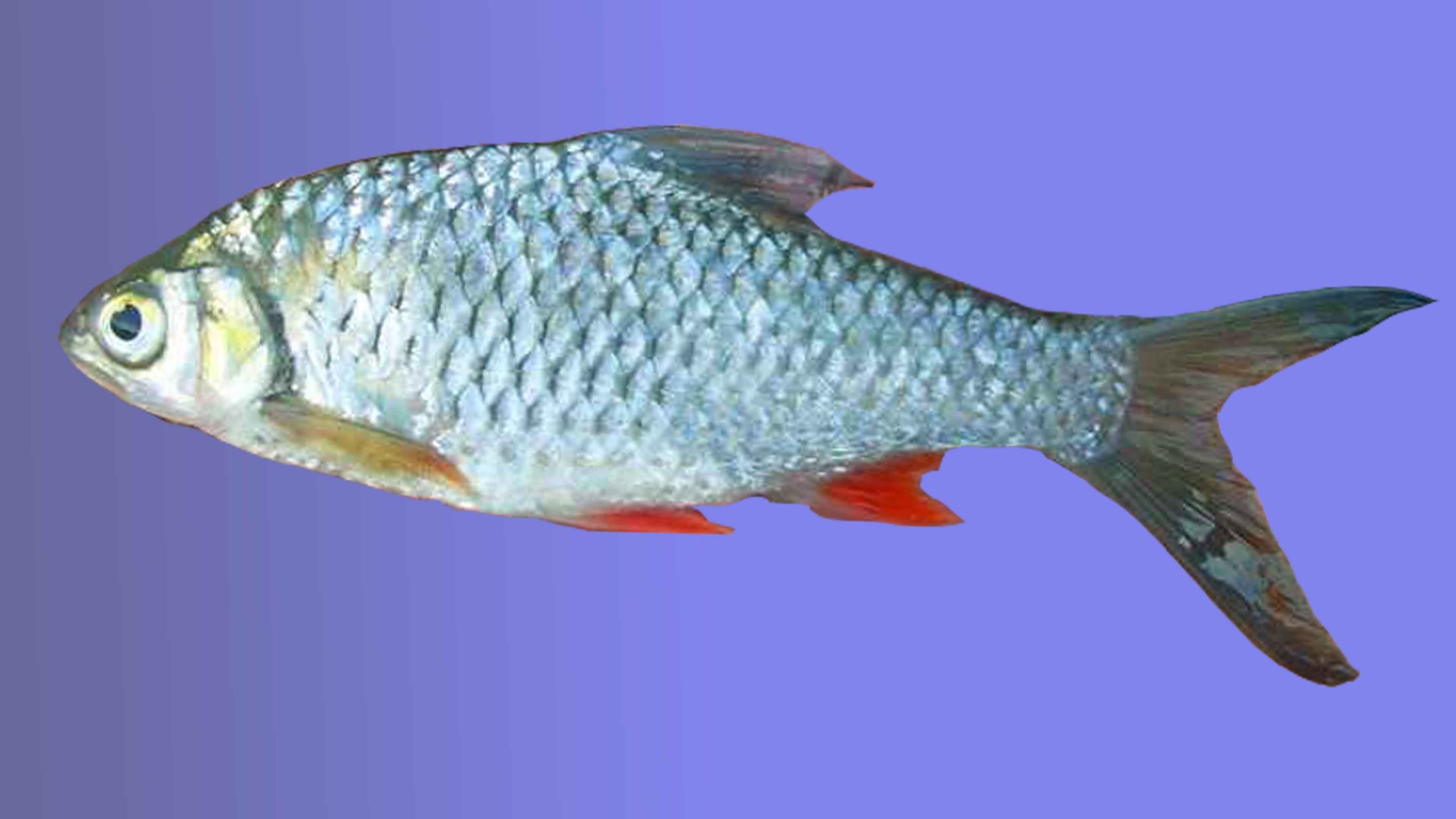 Detail Gambar Ikan Tawes Nomer 7