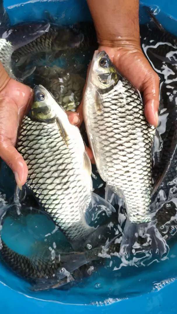 Detail Gambar Ikan Tawes Nomer 9