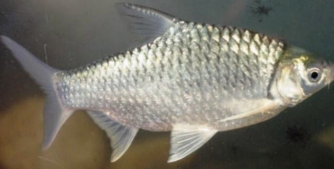 Detail Gambar Ikan Tawes Nomer 10