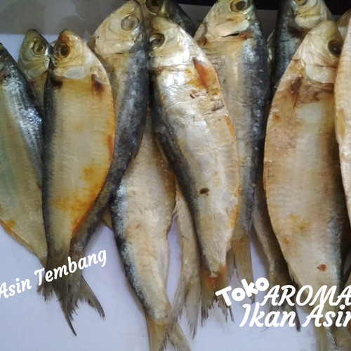 Detail Gambar Ikan Tembang Nomer 14