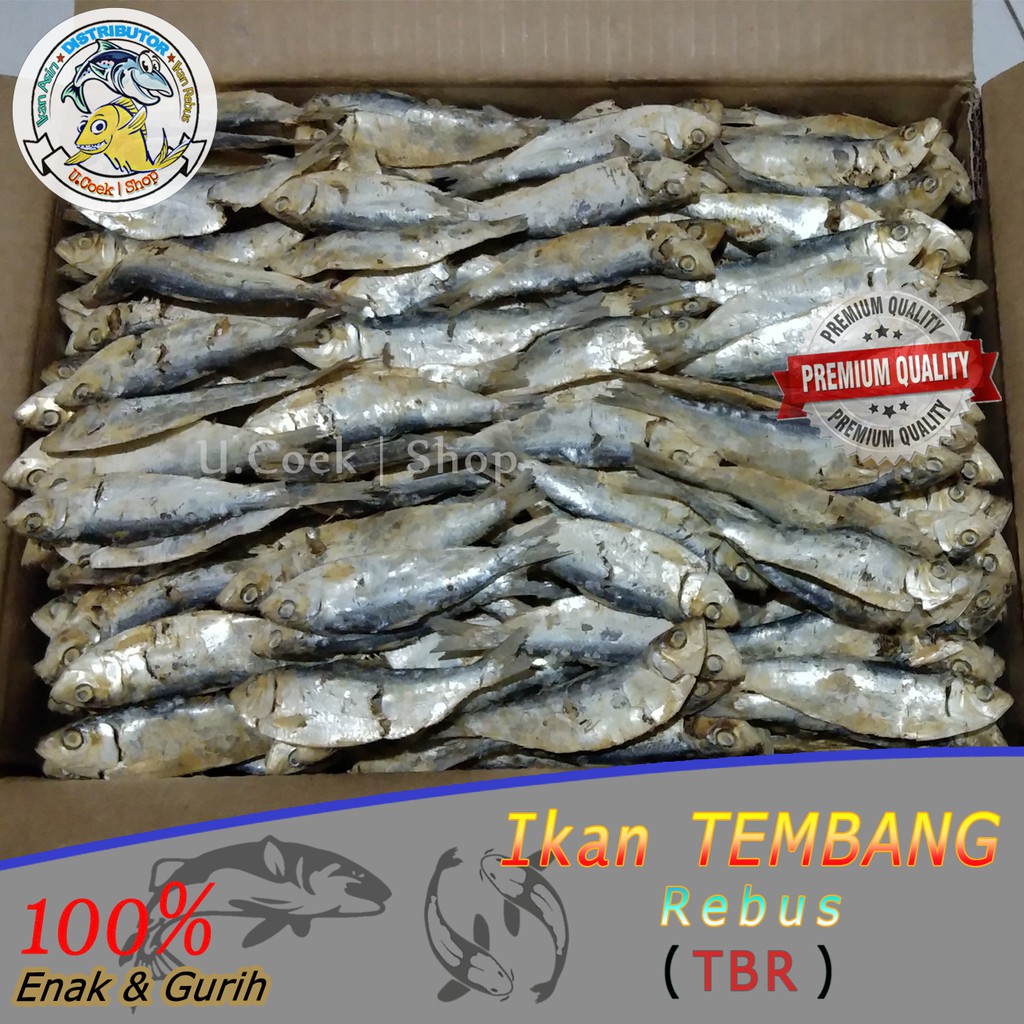 Detail Gambar Ikan Tembang Nomer 35