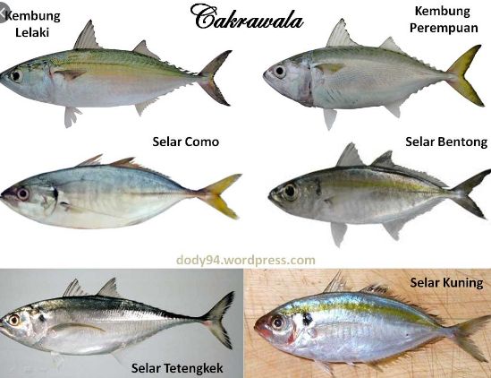 Detail Gambar Ikan Tembang Nomer 37