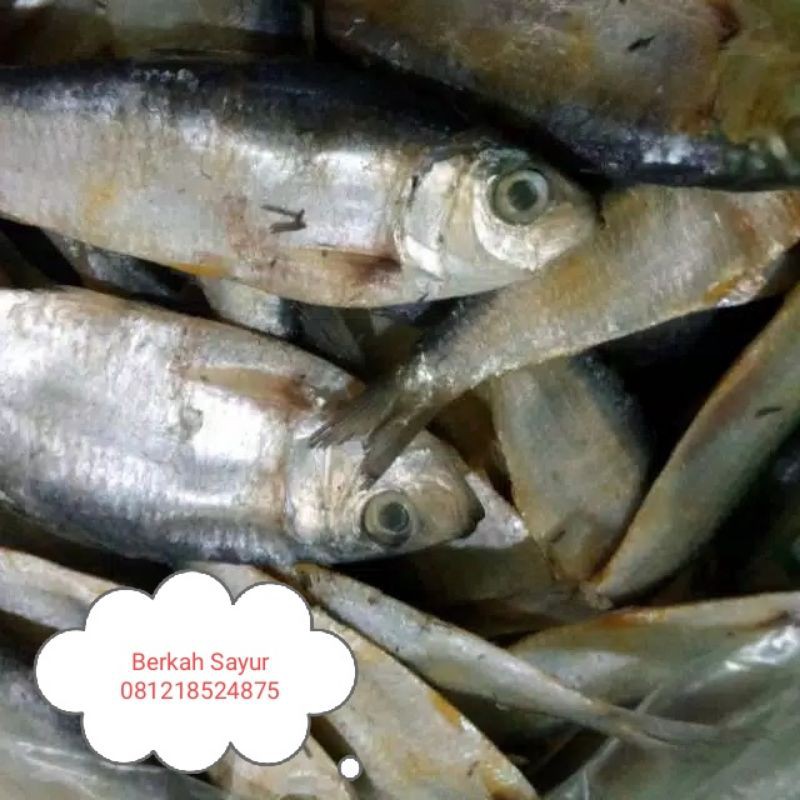 Detail Gambar Ikan Tembang Nomer 41