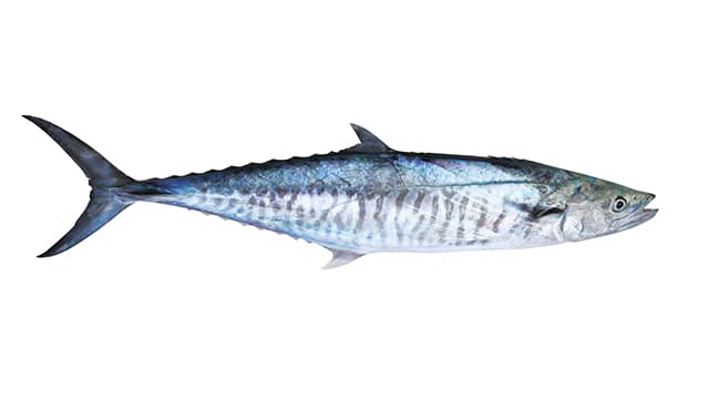 Gambar Ikan Tenggiri - KibrisPDR