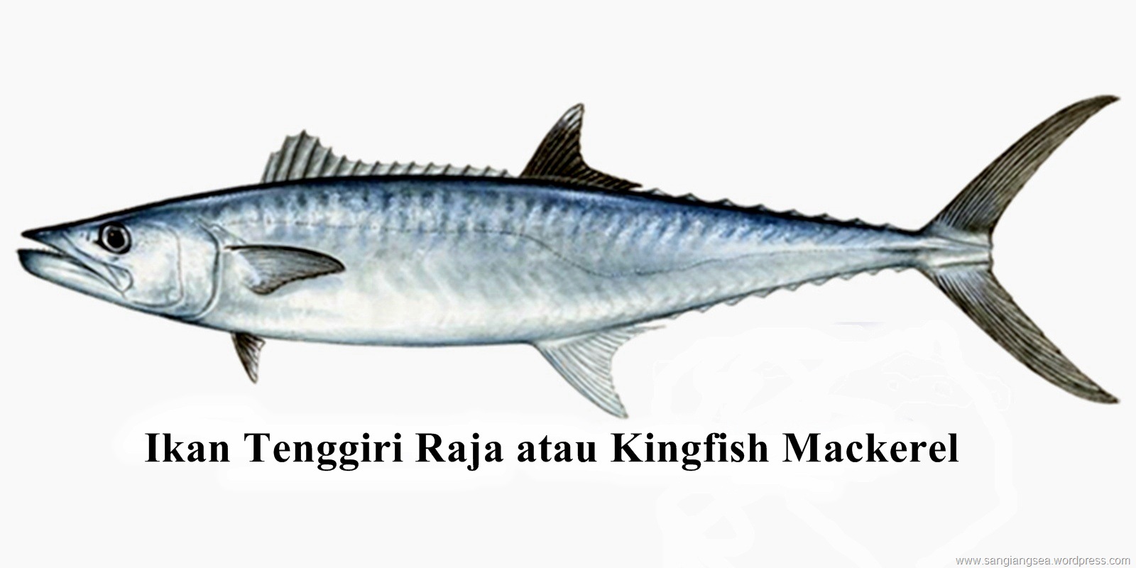 Detail Gambar Ikan Tenggiri Nomer 12