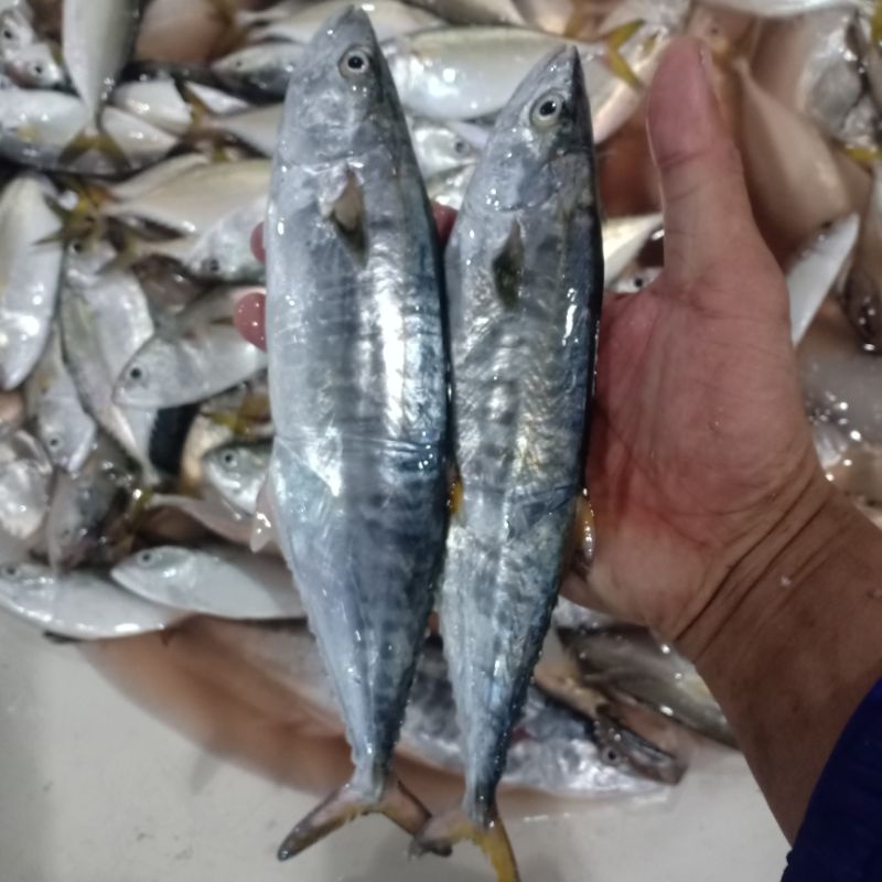 Detail Gambar Ikan Tenggiri Nomer 20