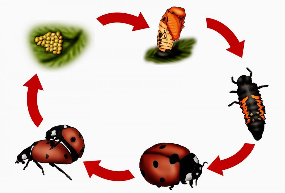 Detail Insekten Kartei Nomer 5