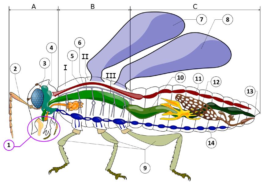 Detail Insekten Kartei Nomer 17