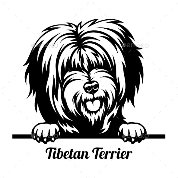 Detail Tibet Terrier Bilder Nomer 22