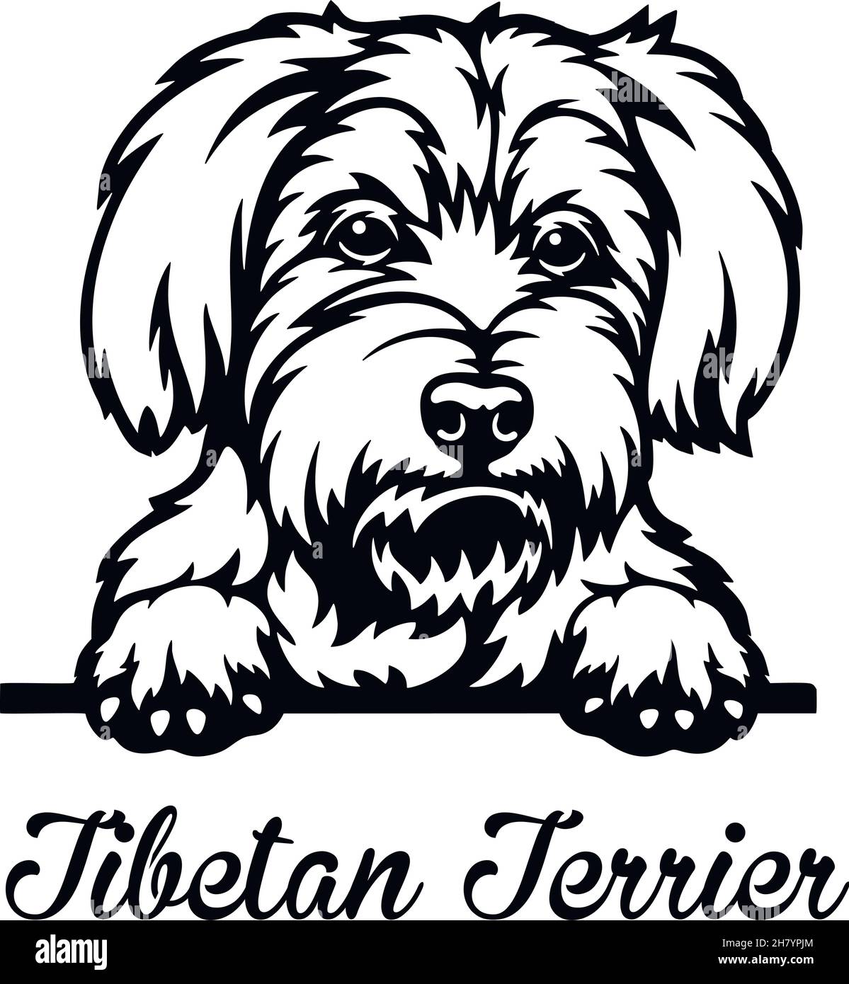 Detail Tibet Terrier Bilder Nomer 5