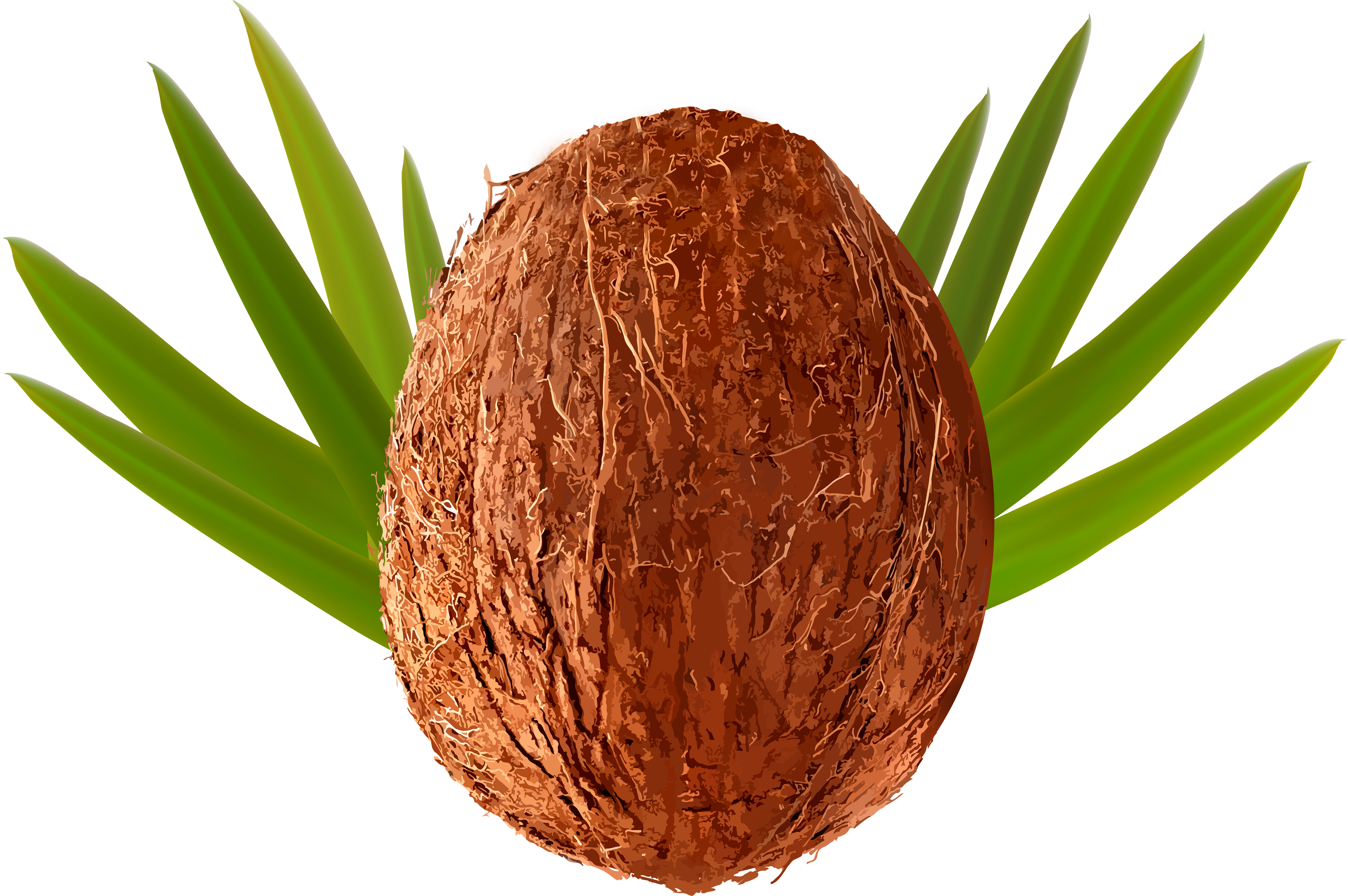 Detail Coconut Clipart Nomer 4