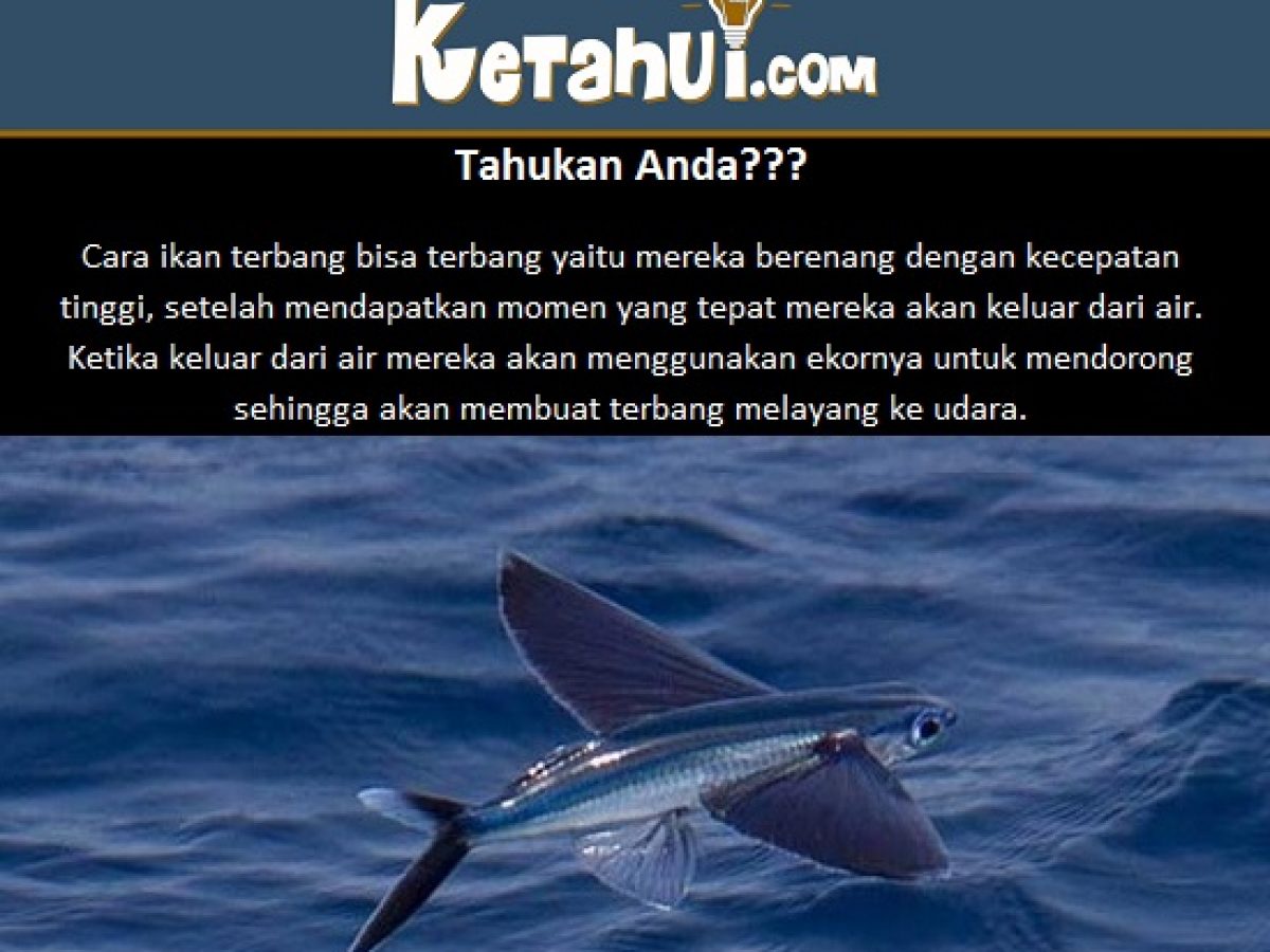 Detail Gambar Ikan Terbang Nomer 29