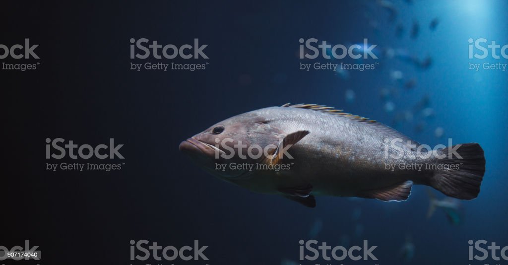 Detail Gambar Ikan Terbesar Nomer 46