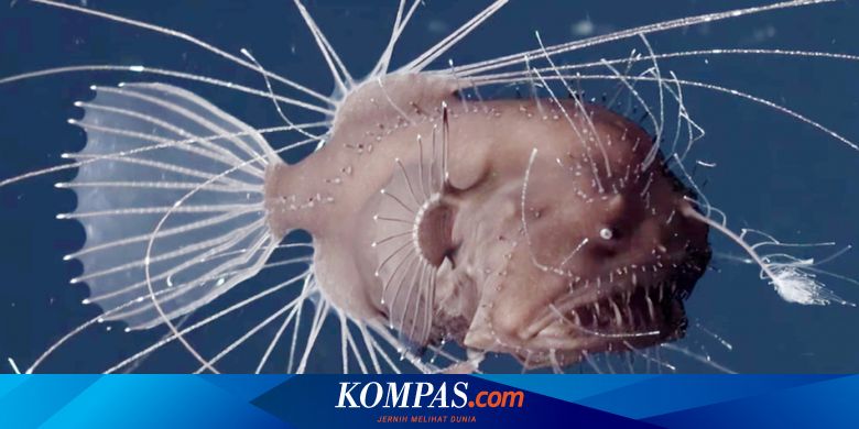 Detail Gambar Ikan Tercantik Di Dunia Nomer 17