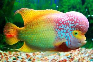 Detail Gambar Ikan Tercantik Di Dunia Nomer 35