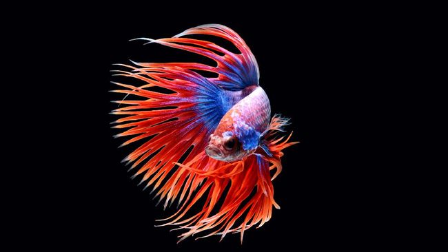 Detail Gambar Ikan Tercantik Di Dunia Nomer 41