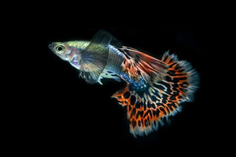 Detail Gambar Ikan Tercantik Di Dunia Nomer 42