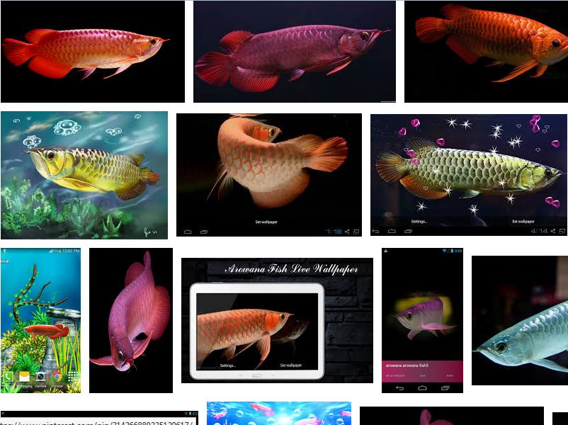 Detail Gambar Ikan Tercantik Di Dunia Nomer 44
