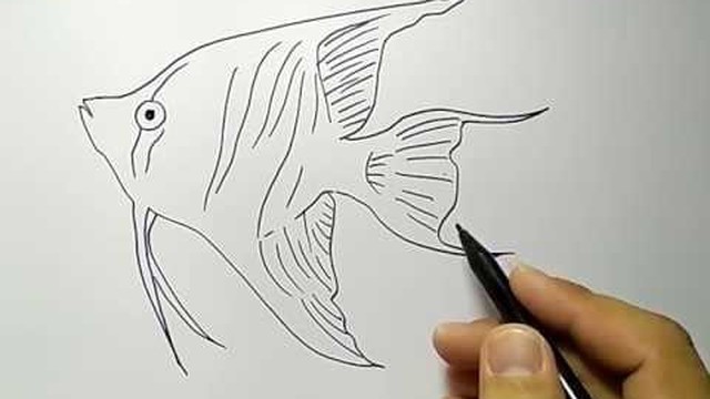 Detail Gambar Ikan Termudah Nomer 25