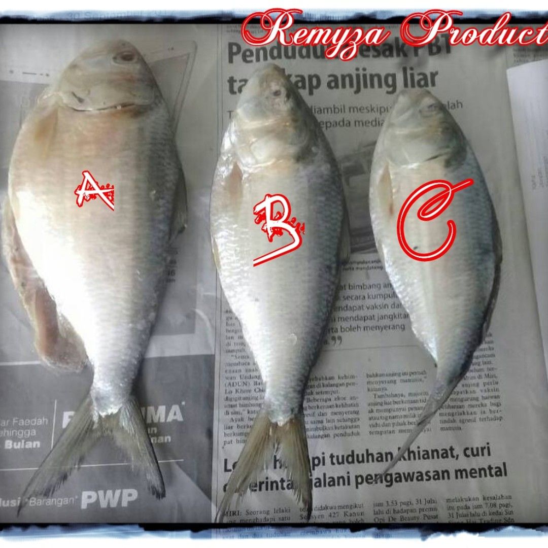 Detail Gambar Ikan Terubuk Nomer 42