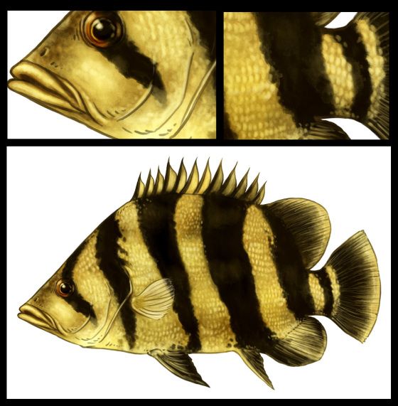 Detail Gambar Ikan Tiger Fish Nomer 16