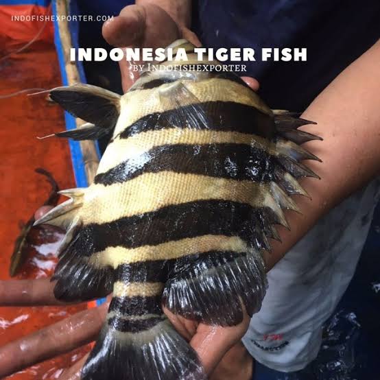 Detail Gambar Ikan Tiger Fish Nomer 7