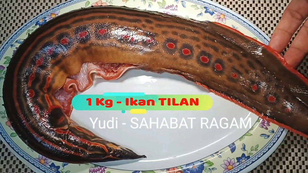 Detail Gambar Ikan Tilan Nomer 3