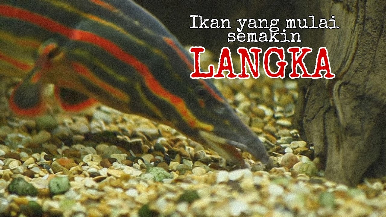 Detail Gambar Ikan Tilan Nomer 40