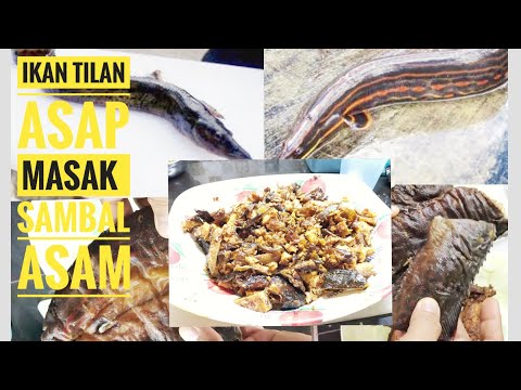 Detail Gambar Ikan Tilan Nomer 42