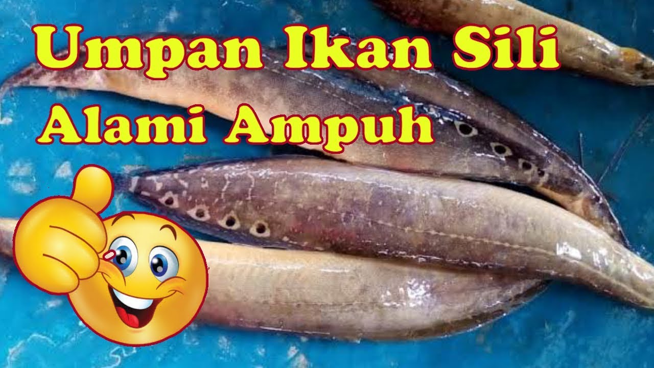 Detail Gambar Ikan Tilan Nomer 48