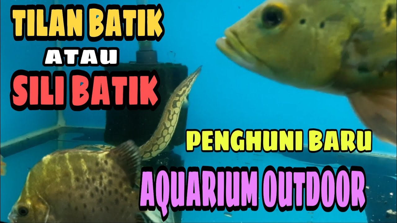 Detail Gambar Ikan Tilan Nomer 49