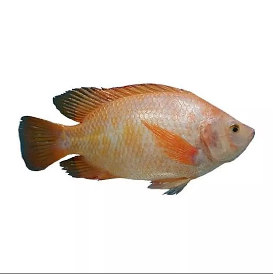 Detail Gambar Ikan Tilapia Merah Nomer 19