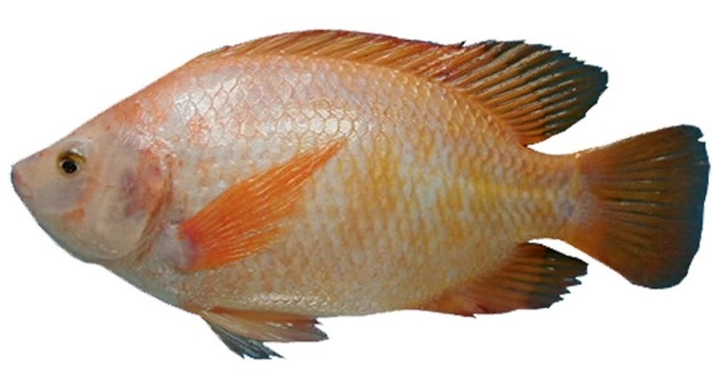 Detail Gambar Ikan Tilapia Merah Nomer 20