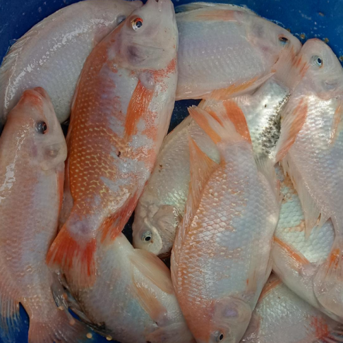 Detail Gambar Ikan Tilapia Merah Nomer 21