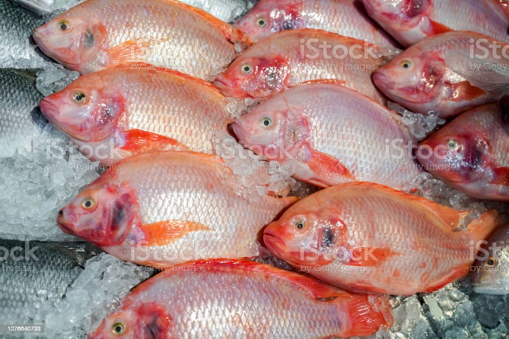 Detail Gambar Ikan Tilapia Merah Nomer 27