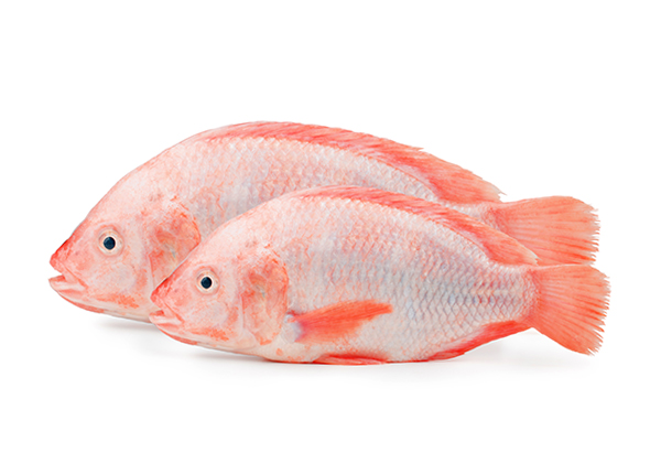 Detail Gambar Ikan Tilapia Merah Nomer 3