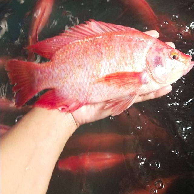 Detail Gambar Ikan Tilapia Merah Nomer 36