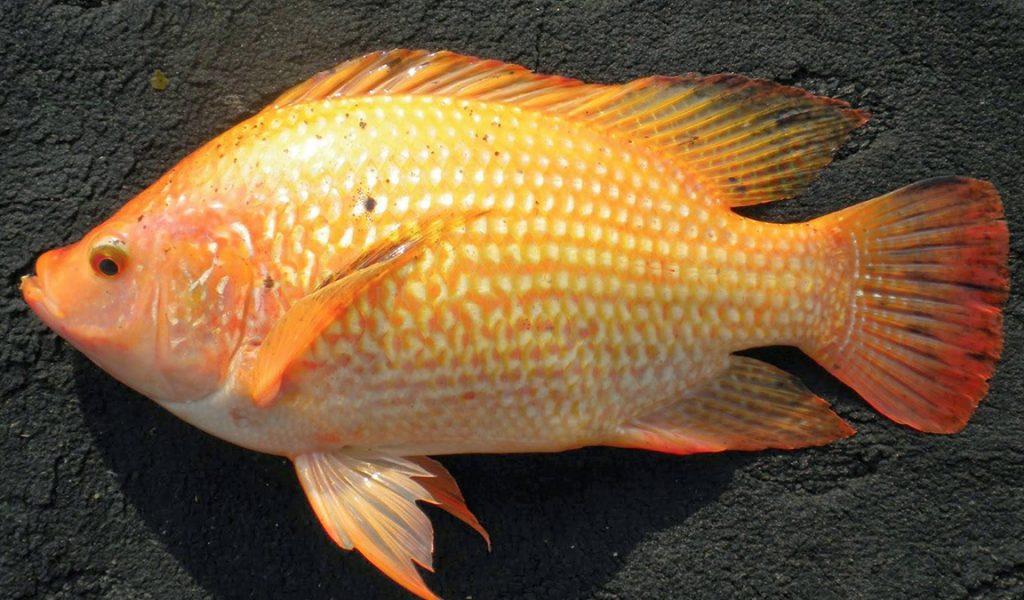 Detail Gambar Ikan Tilapia Merah Nomer 40