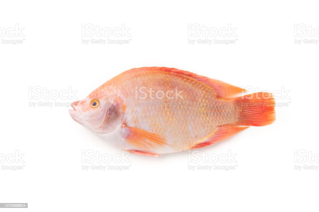 Detail Gambar Ikan Tilapia Merah Nomer 46