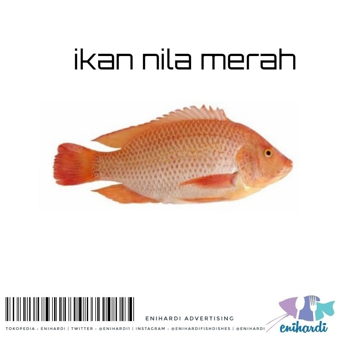 Detail Gambar Ikan Tilapia Merah Nomer 49