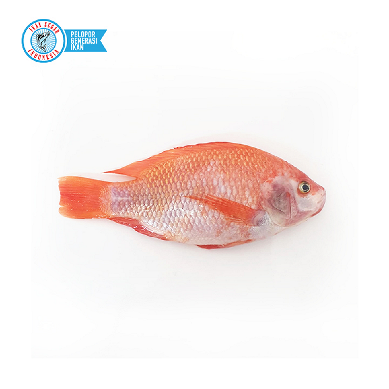 Detail Gambar Ikan Tilapia Merah Nomer 52