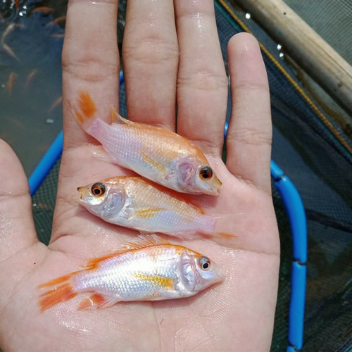 Detail Gambar Ikan Tilapia Merah Nomer 56