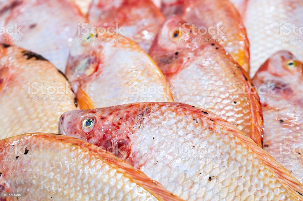 Detail Gambar Ikan Tilapia Merah Nomer 7