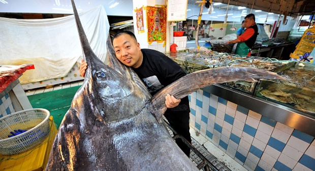 Detail Gambar Ikan Todak Nomer 35