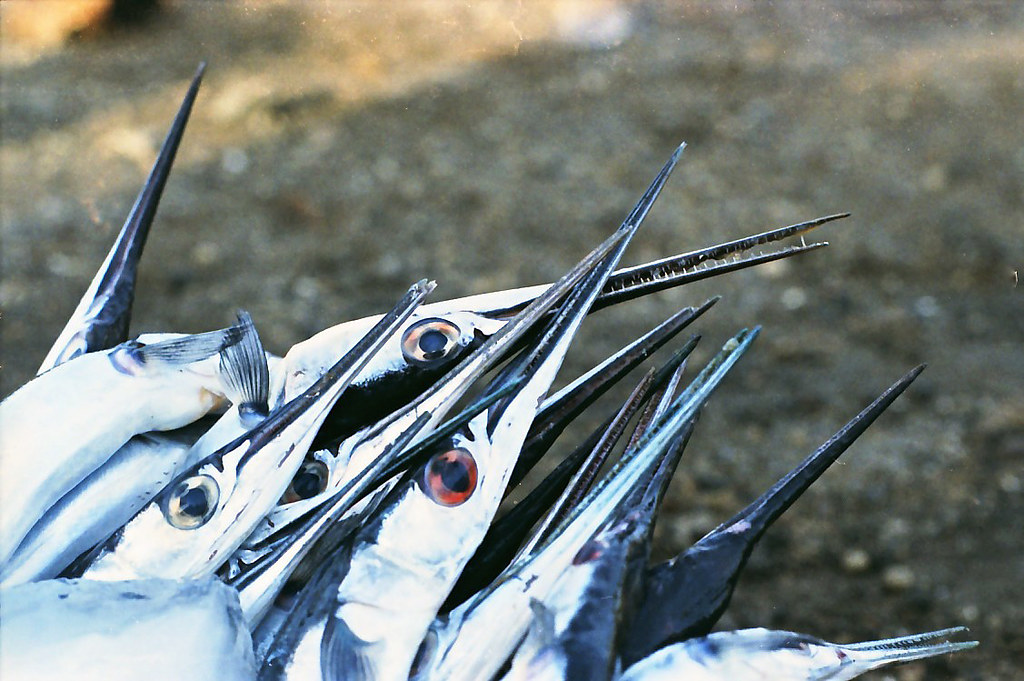 Detail Gambar Ikan Todak Nomer 9