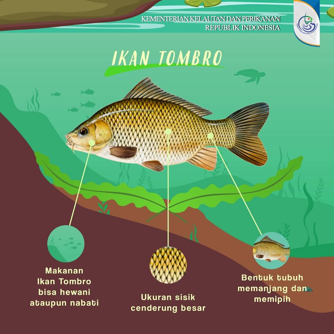 Detail Gambar Ikan Tombro Nomer 29