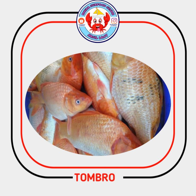 Detail Gambar Ikan Tombro Nomer 33