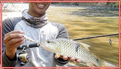 Detail Gambar Ikan Tombro Nomer 39