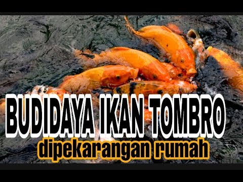 Detail Gambar Ikan Tombro Nomer 41