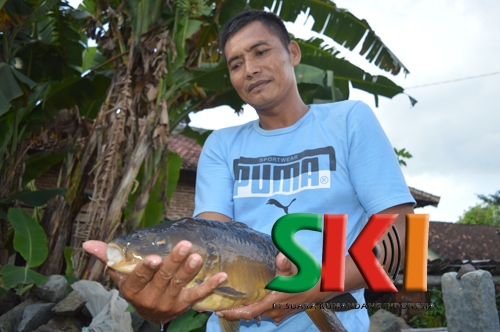 Detail Gambar Ikan Tombro Nomer 48